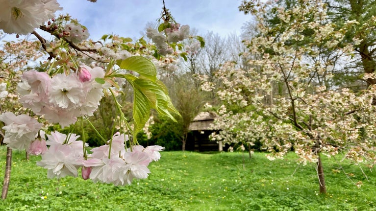 A froth of pink and white blossom with a thatched hut in the background